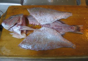 sea bream 3-mai-oroshi