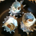 turban shell