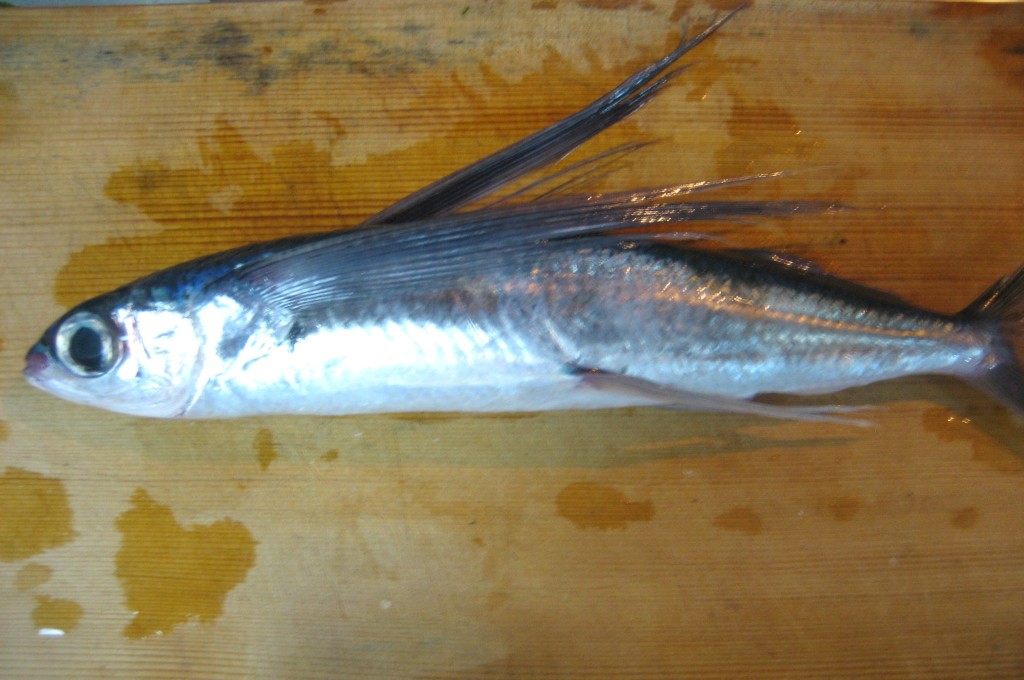 flying fish, tobiuo