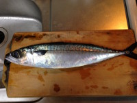 mackerel saba